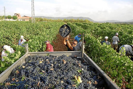 Panorama complicado por bajas ventas en las bocas de expendio de Cuyo