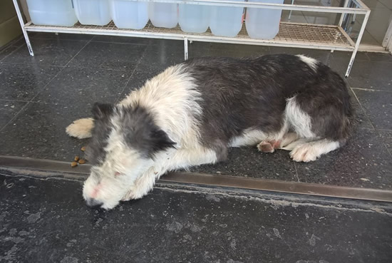Estación de Servicio rescata perros perdidos por la pirotecnia