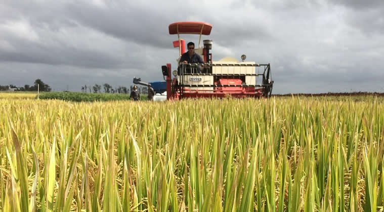 Cultivadores de arroz: “Los combustibles no pueden ser utilizados para ningún tipo de subsidio”