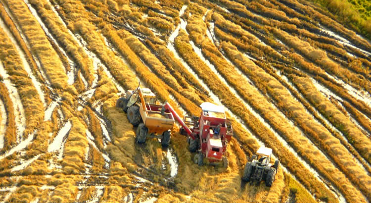 Cultivadores de Arroz logran mejora en el precio del Gas Oil 50 S tras convenio con DUCSA/ANCAP