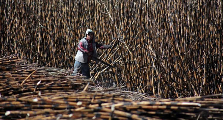 Cultivadores de caña de azúcar, gobierno y ANCAP, analizarán hoy la problemática del sector