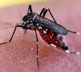 Especialistas brindan consejos para prevenir el dengue en las Estaciones de Servicio