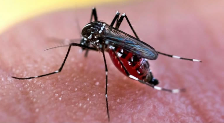 Capacitación: consejos para prevenir el dengue en las Estaciones de Servicio