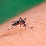 Estaciones de Servicio debaten si el dengue es una “enfermedad profesional”